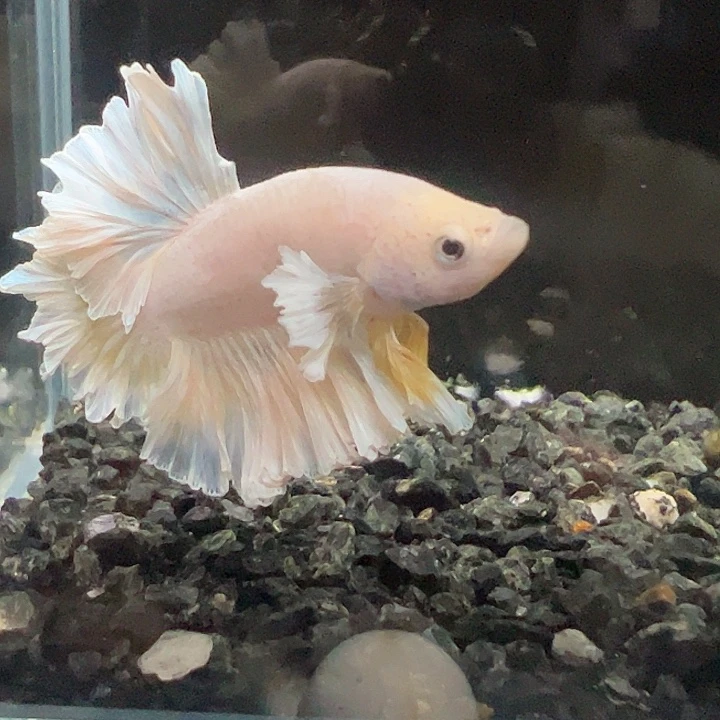 斗鱼一单包邮3日108