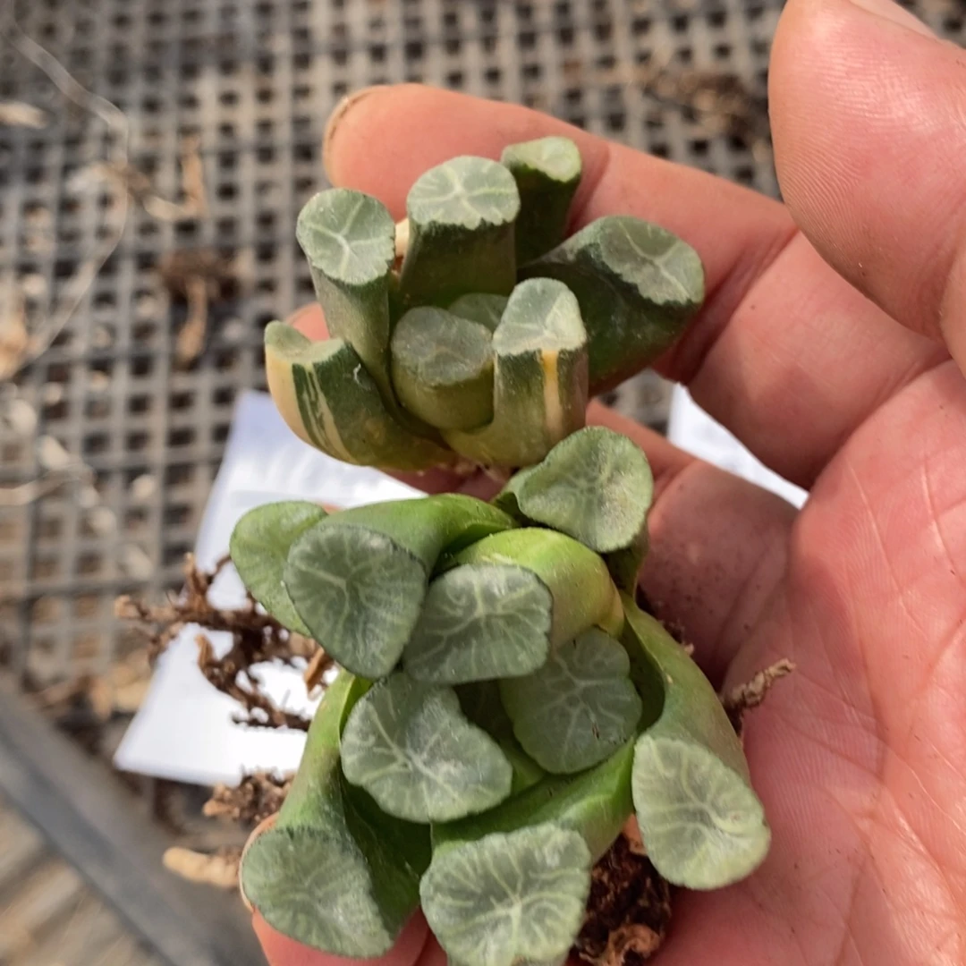 微***笑1640 两单合一单 超级福利