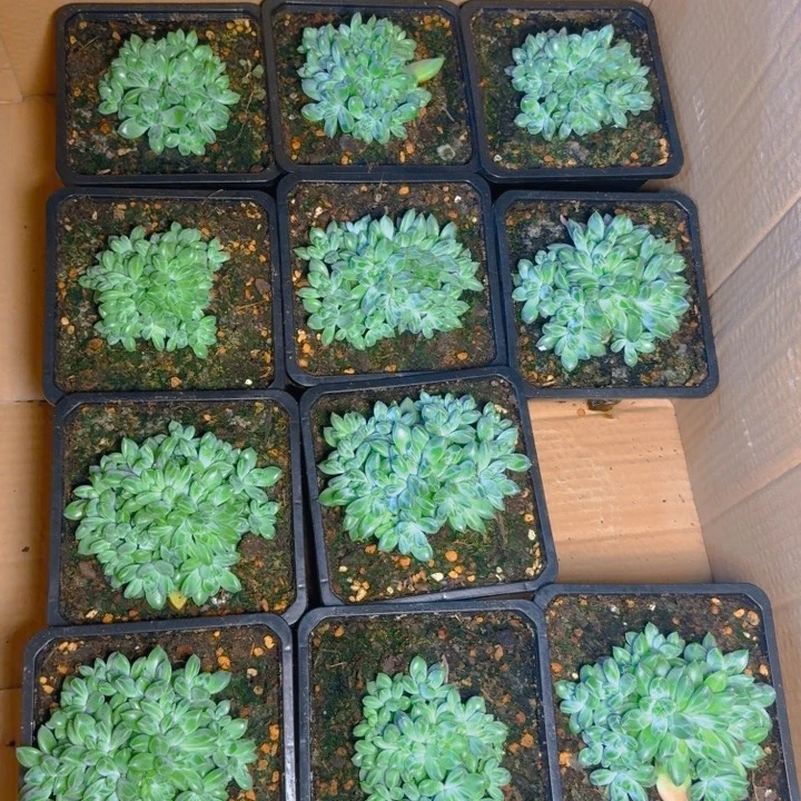 雨花石福利1111111111