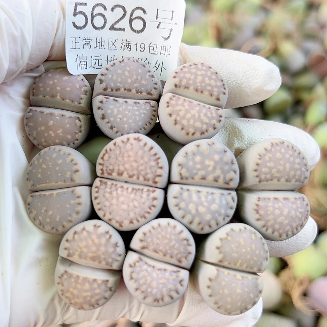 5626四年饼干10个2cm左右