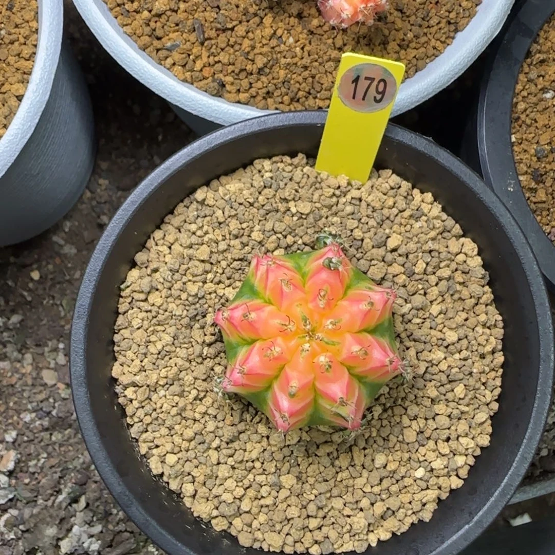 179号粉水晶带盆土发货