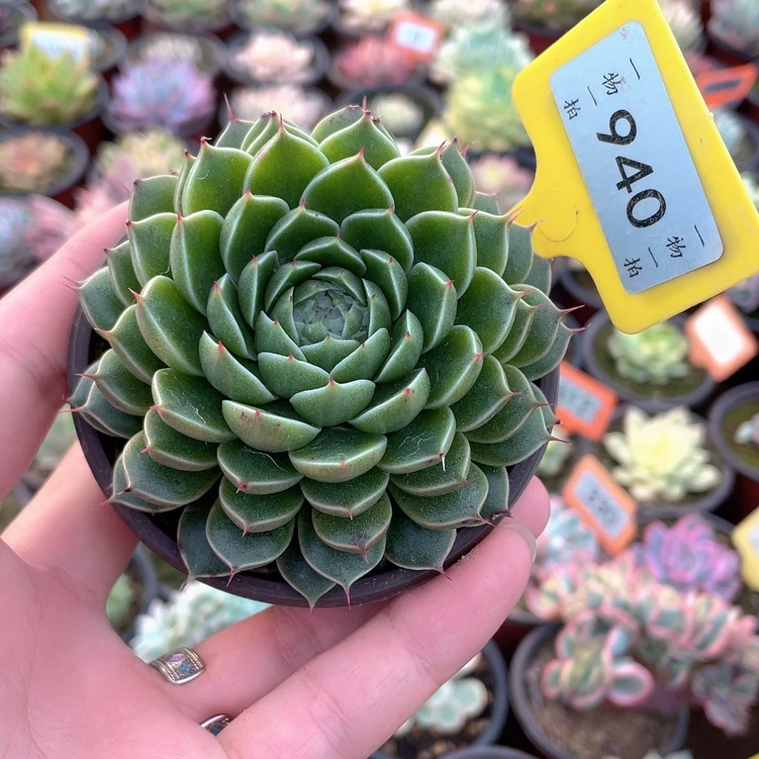 叠叶星芒940号多肉