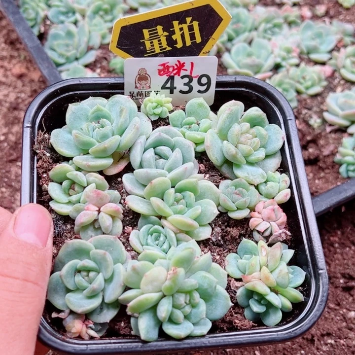 多肉植物多肉植物