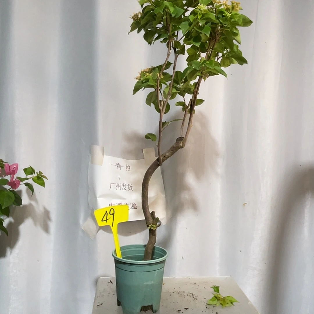 当前无花栽培后可以开花49重瓣黄扦插