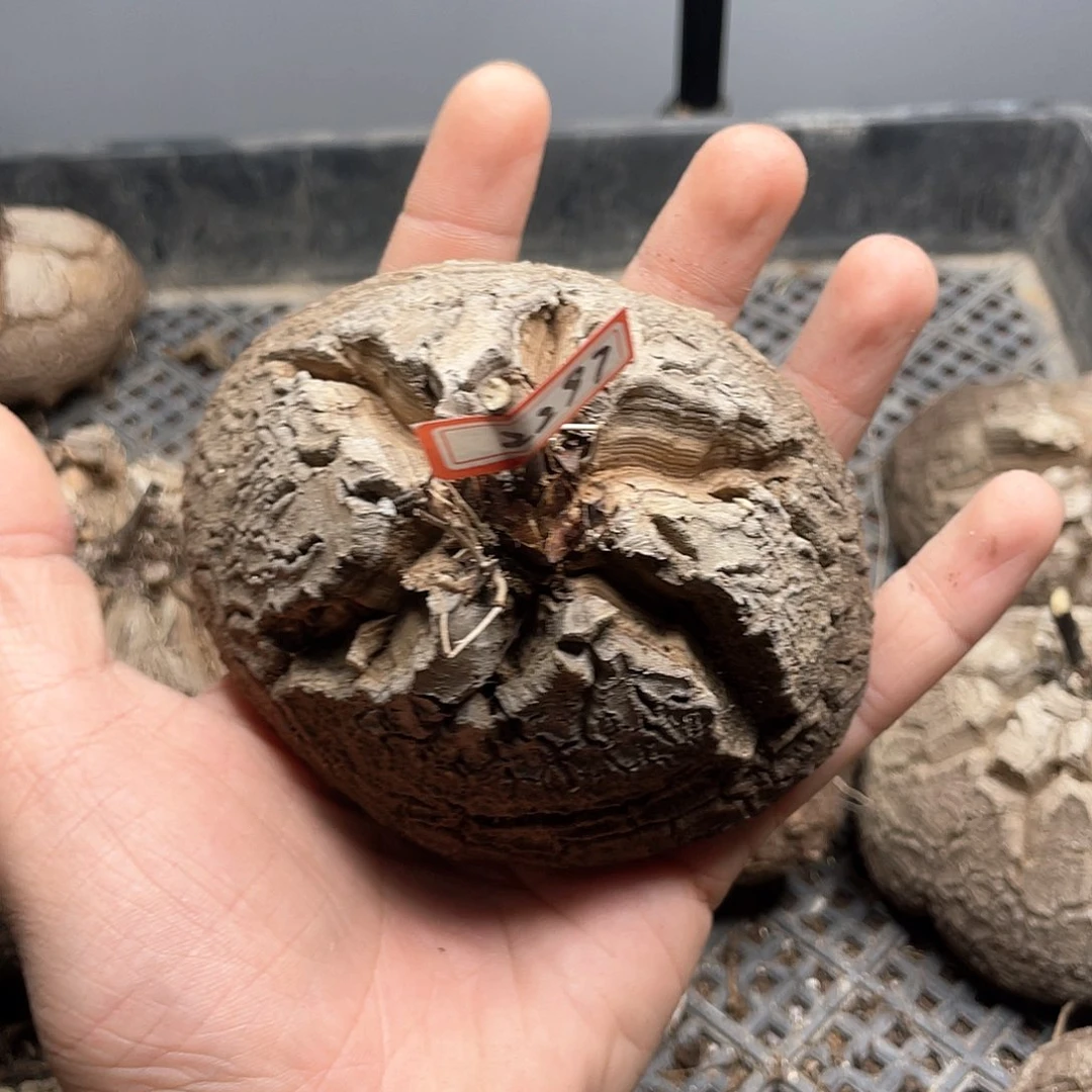 龟甲龙一物一拍2297号10.5cm