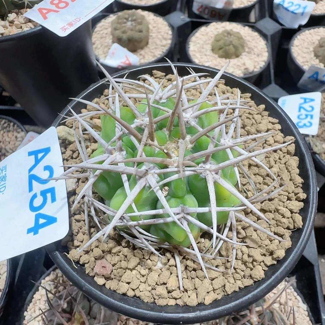 ****哈碧岩玉 实生仙人球254