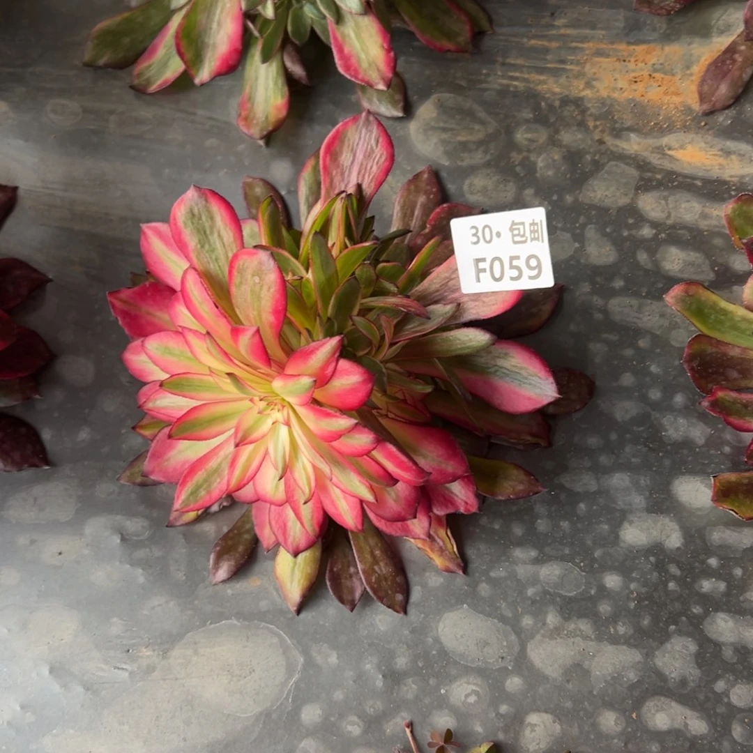 059烟花多肉法师