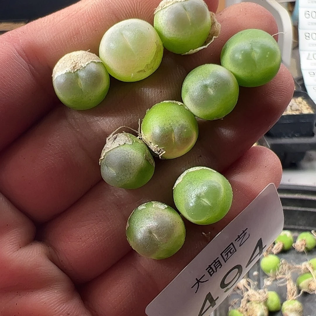 你***爱一物一拍。        微瑕福利494