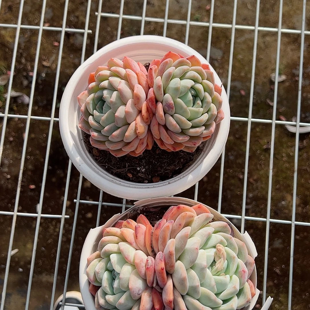 雪媚娘双头起两盆