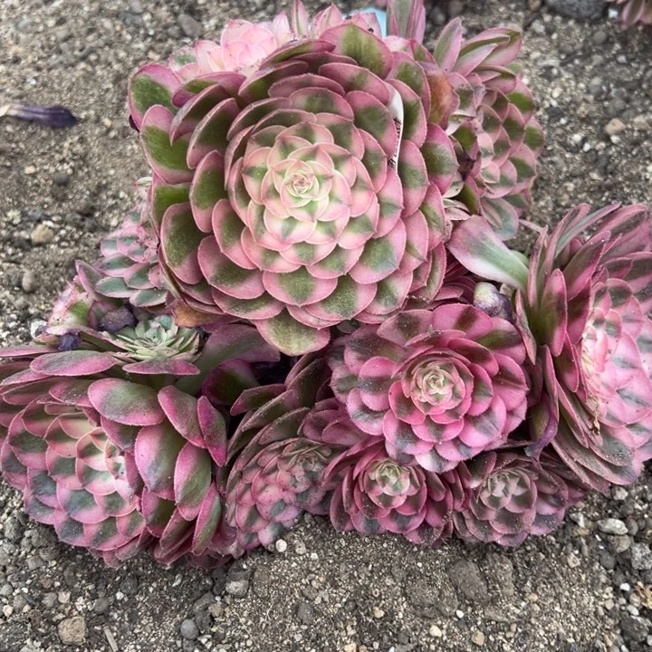 荔枝三颗组多肉植物量