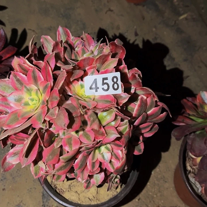 458妖月多肉植物处理不售后砍头丛林