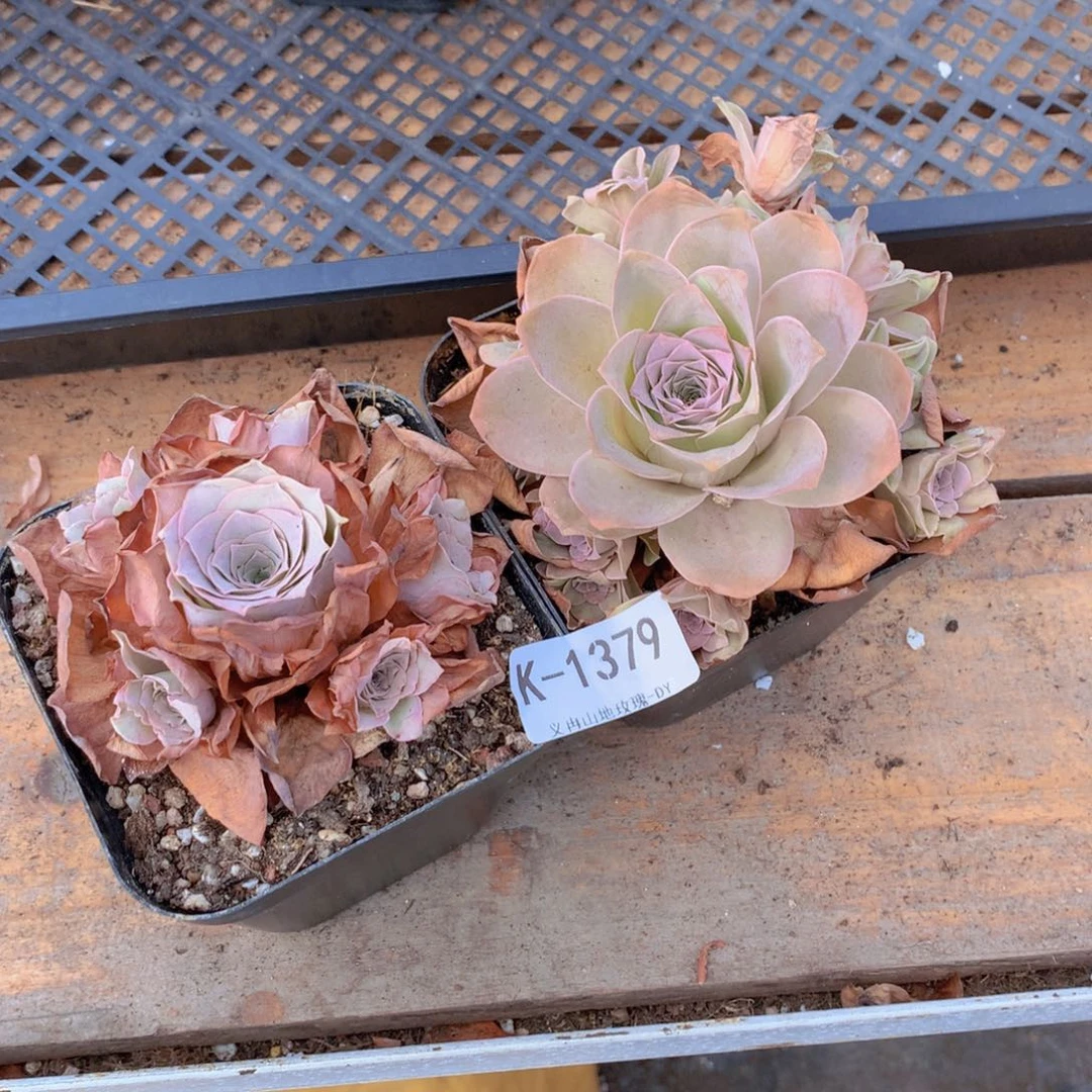 1379会掉侧芽不售后