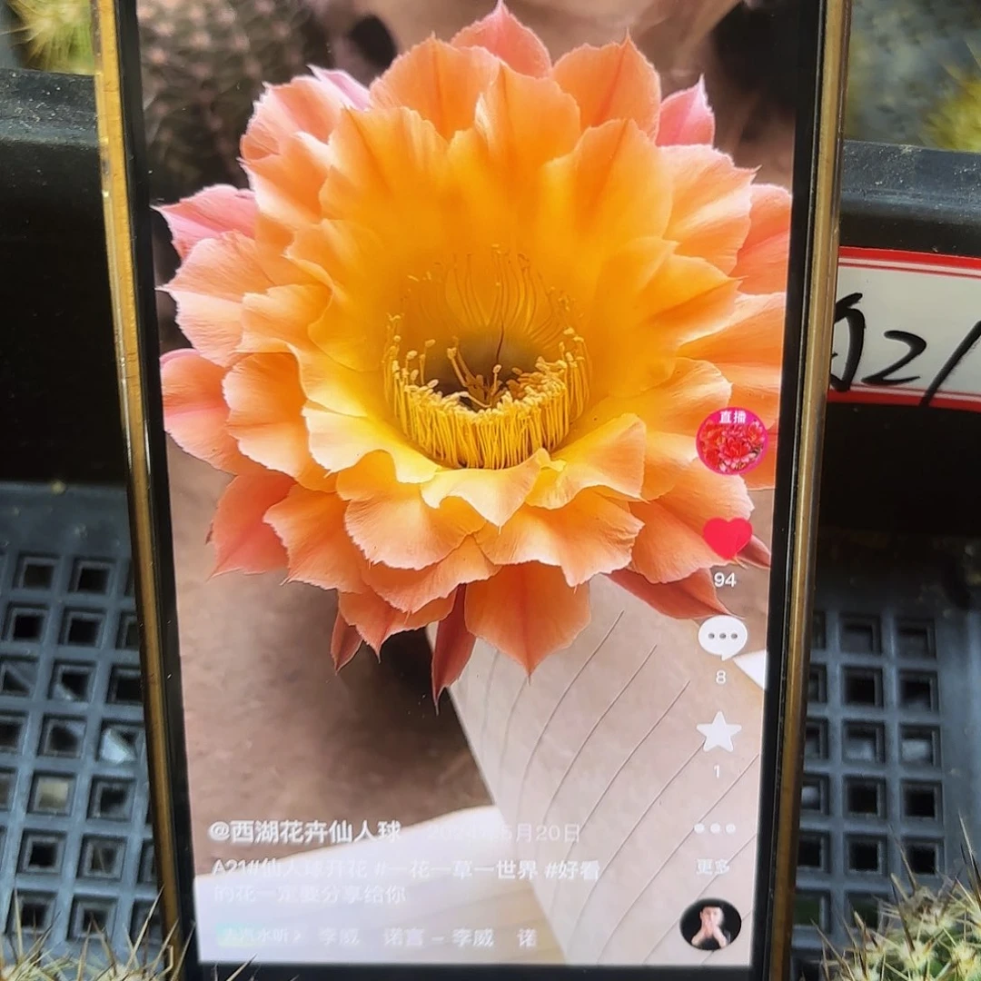 A21彩侧牙20包邮26