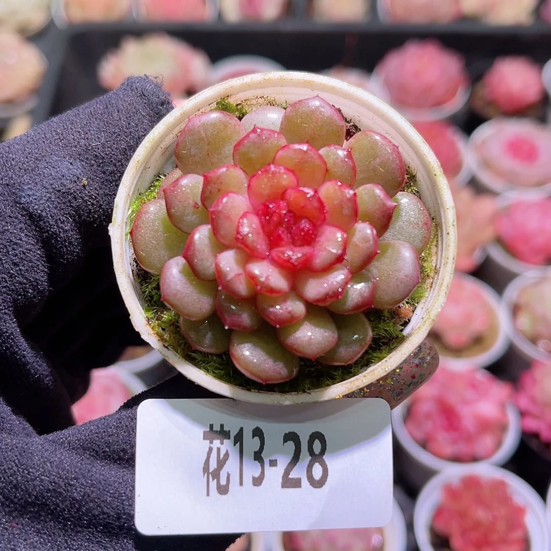 花利美13-28露水红颜