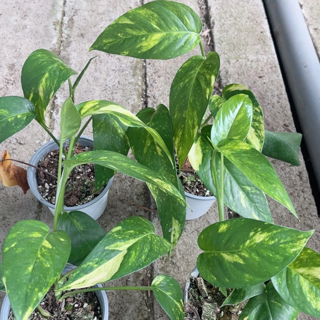 完全开放火焰麒麟尾