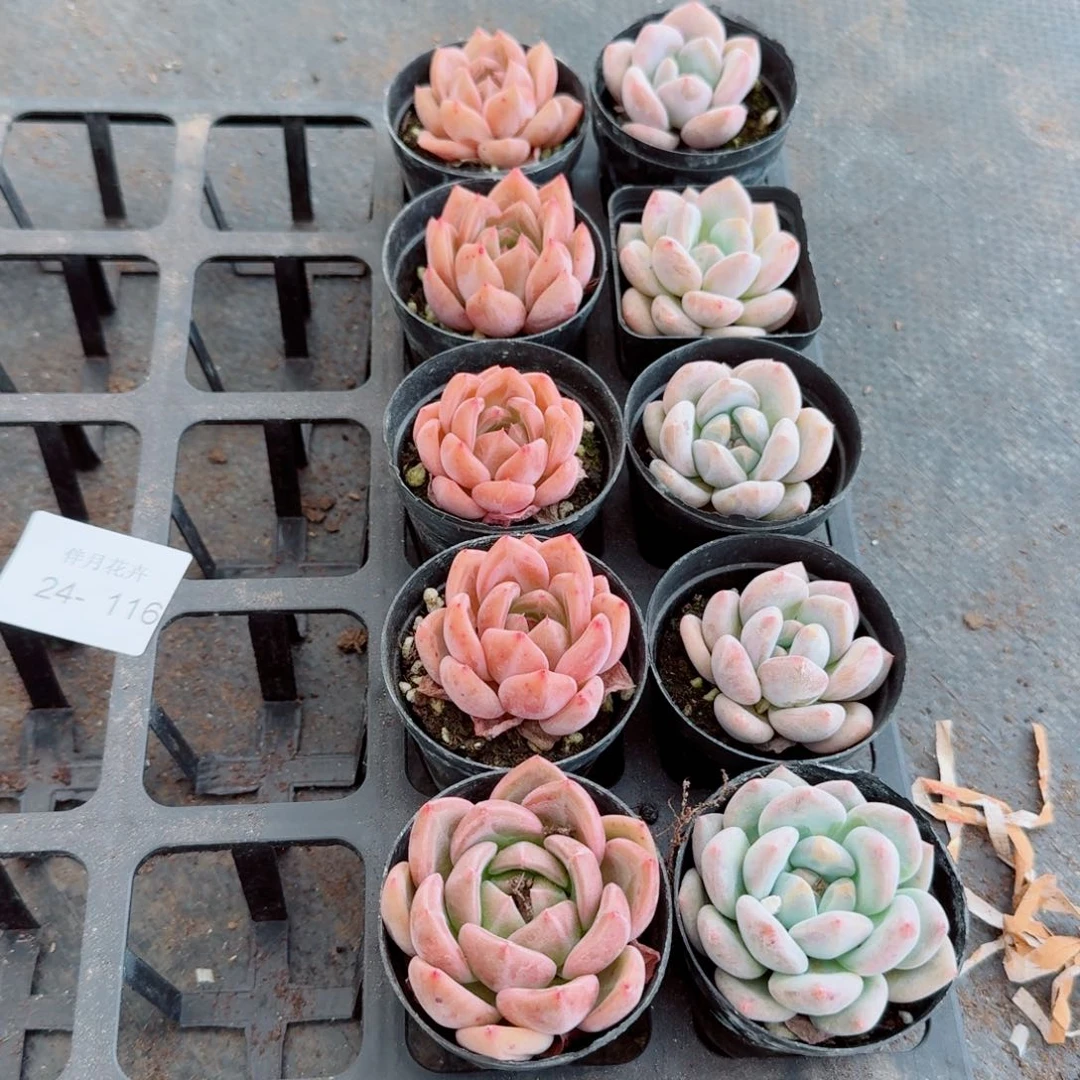 左五q橙梦露美人各五颗量拍