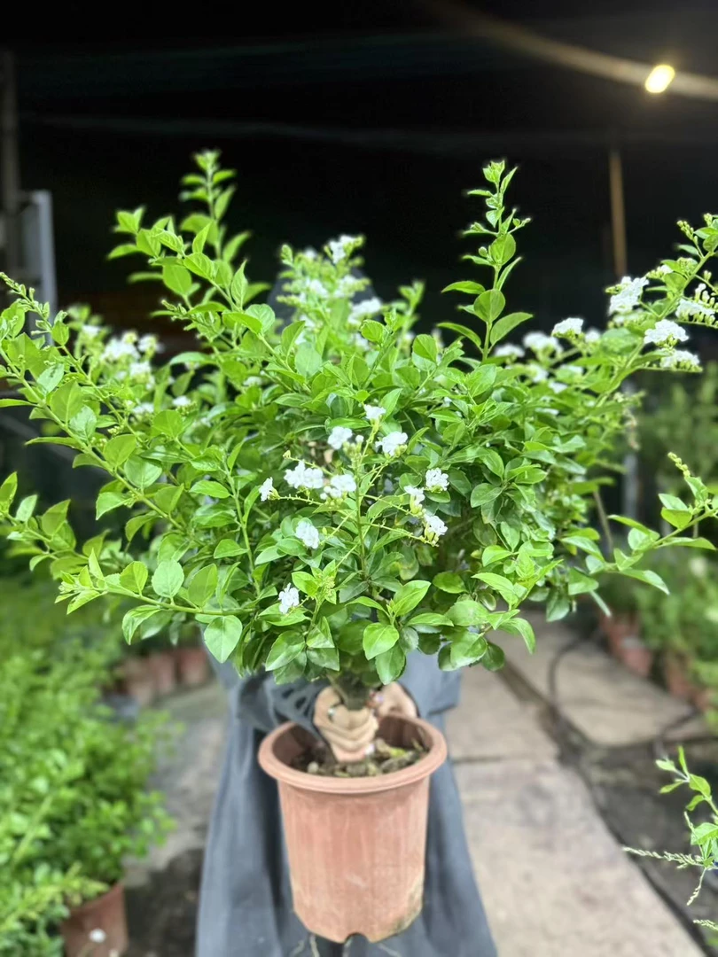 （花王）超大白色稀有款蕾丝金露棒棒糖·冠幅超大·追求冠幅必拍