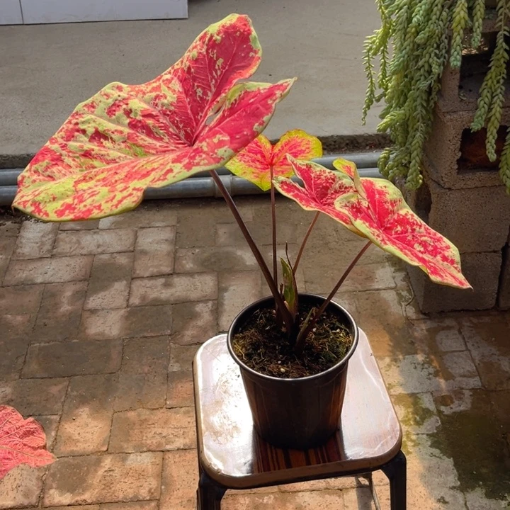 无花朵月光覆盆子彩叶芋