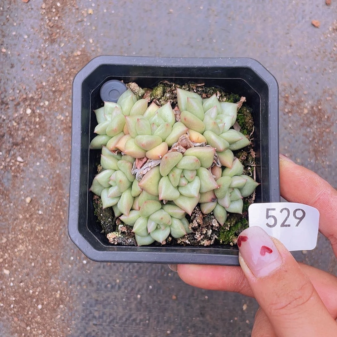 529。 黄金象牙。