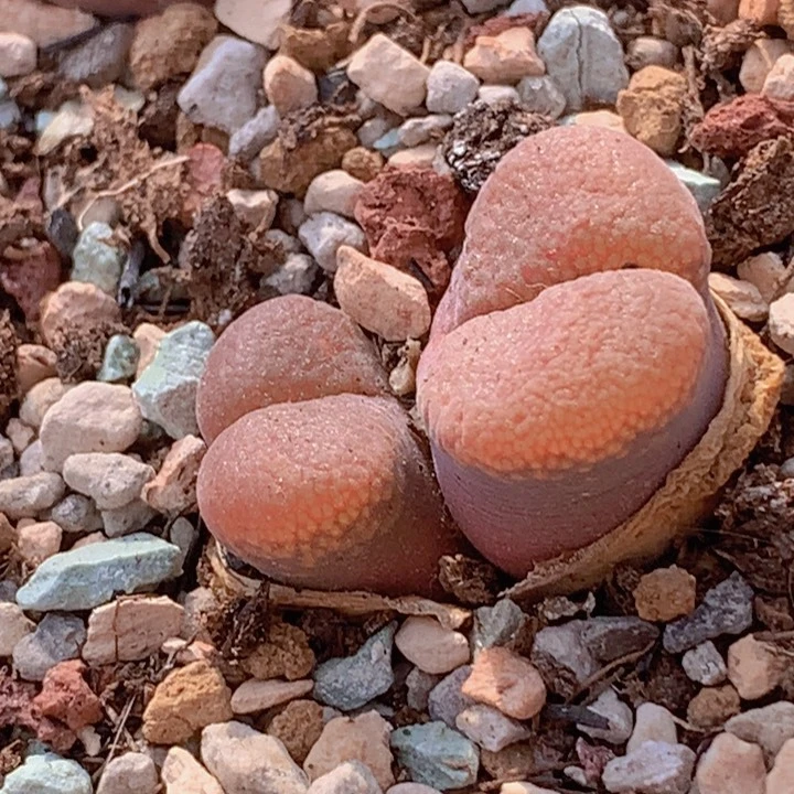 488888888885585585556555555