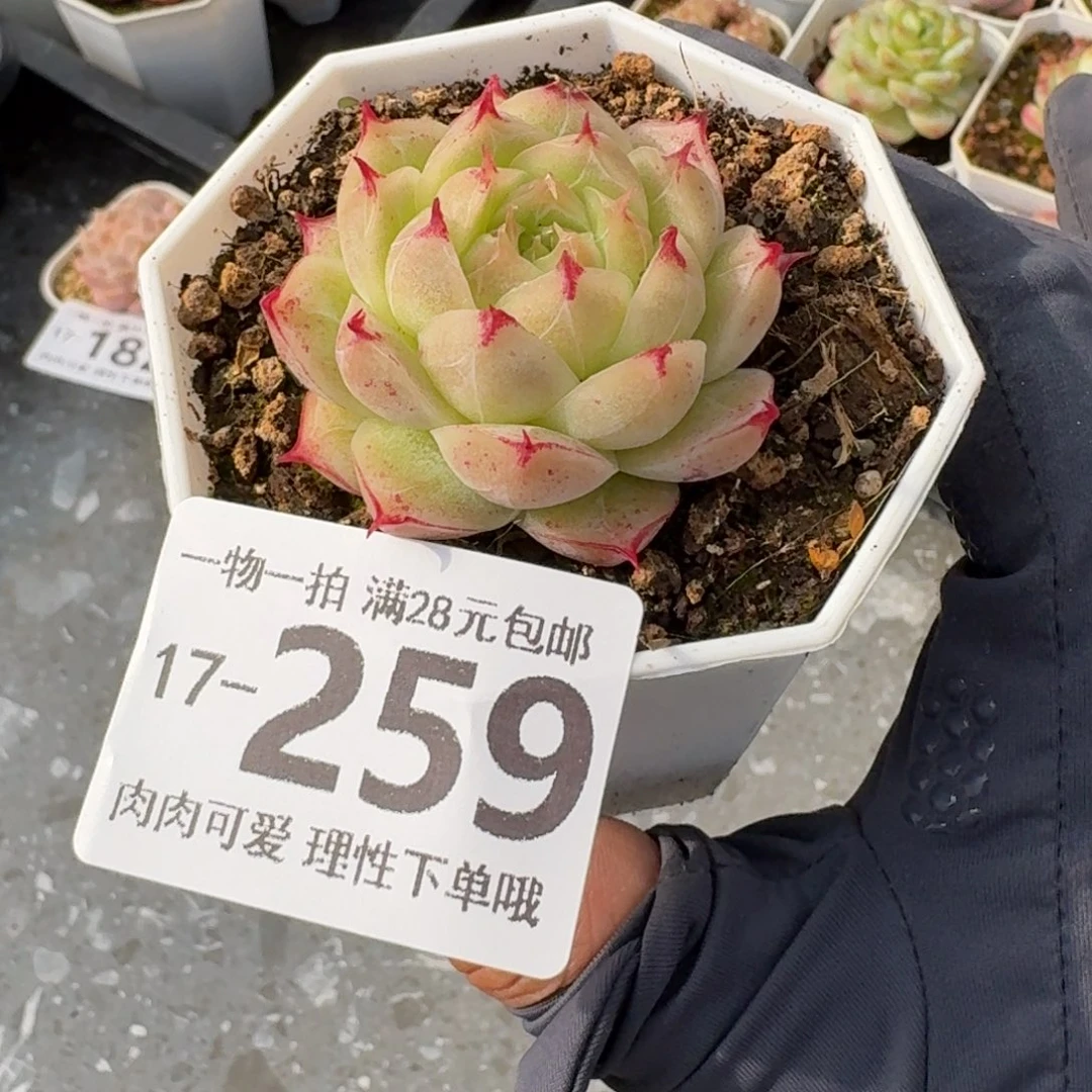 莲华无盆土发货无盆