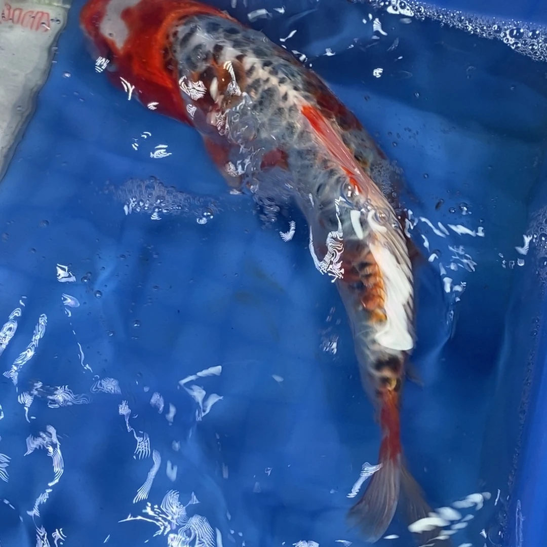 锦鲤冷水锦鲤包邮