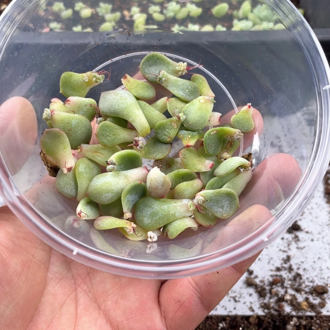 珍妮混叶片一物一拍076