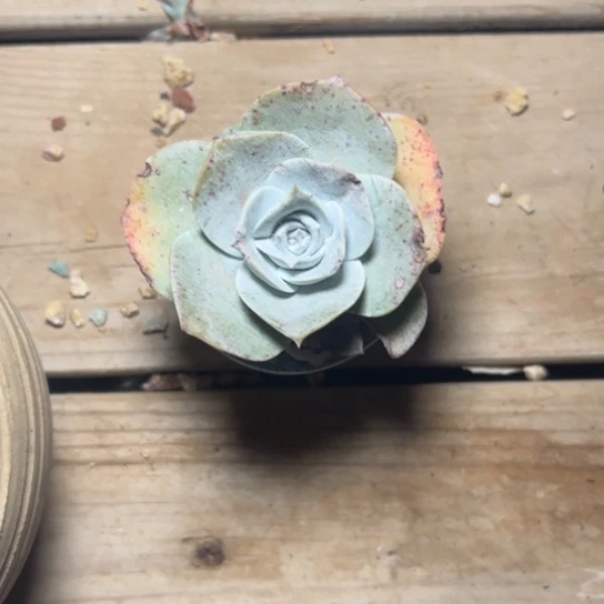 春*谢谢姐姐～一物一拍7510