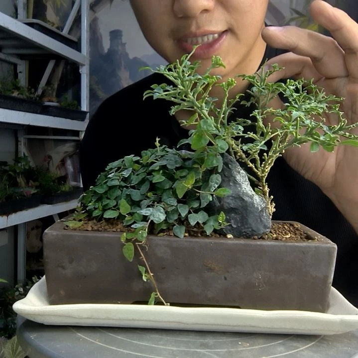 盖**茶中青园艺一物一拍280
