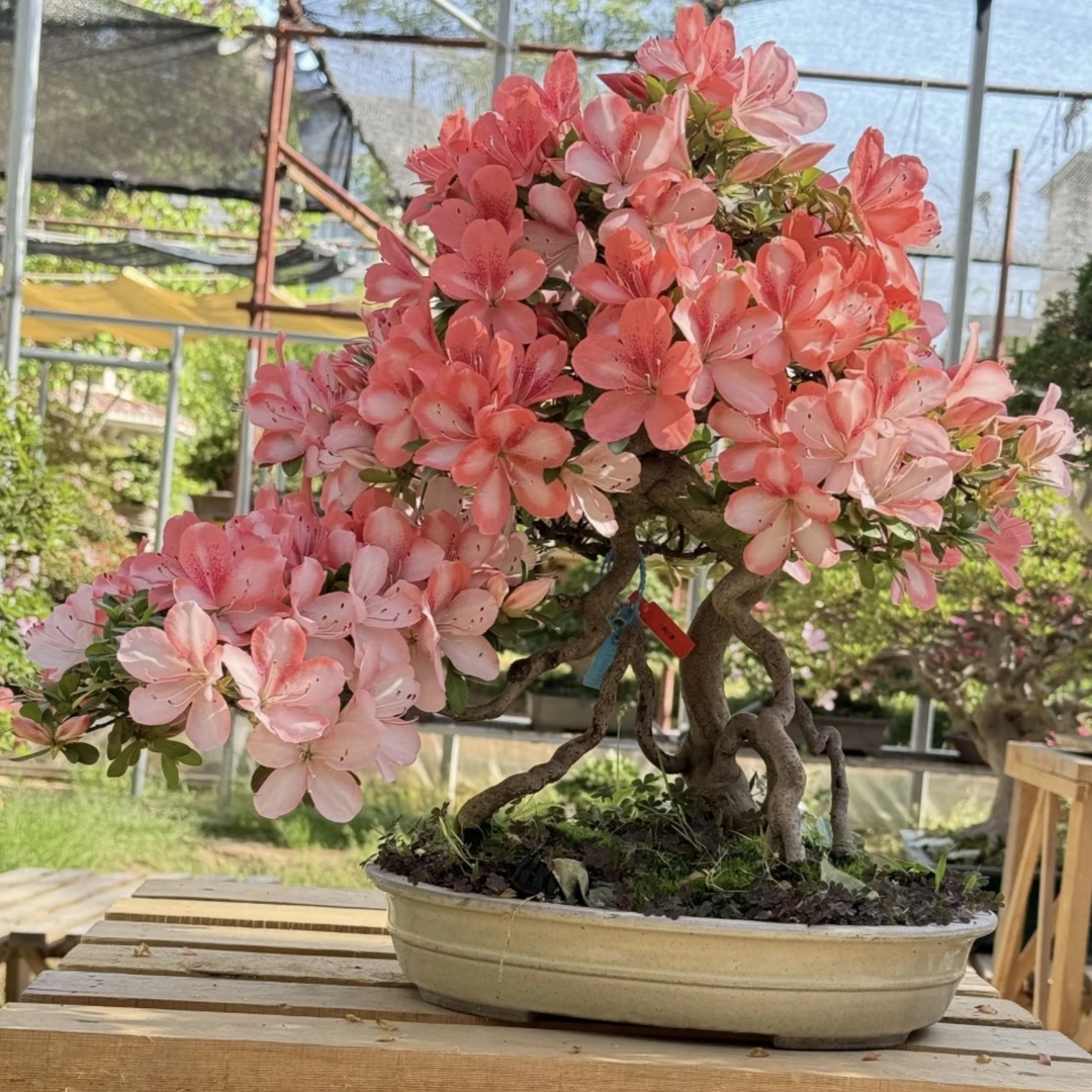 八咫之境 八尺之镜稀缺稀有皋月杜鹃花杜鹃多色耐寒耐热