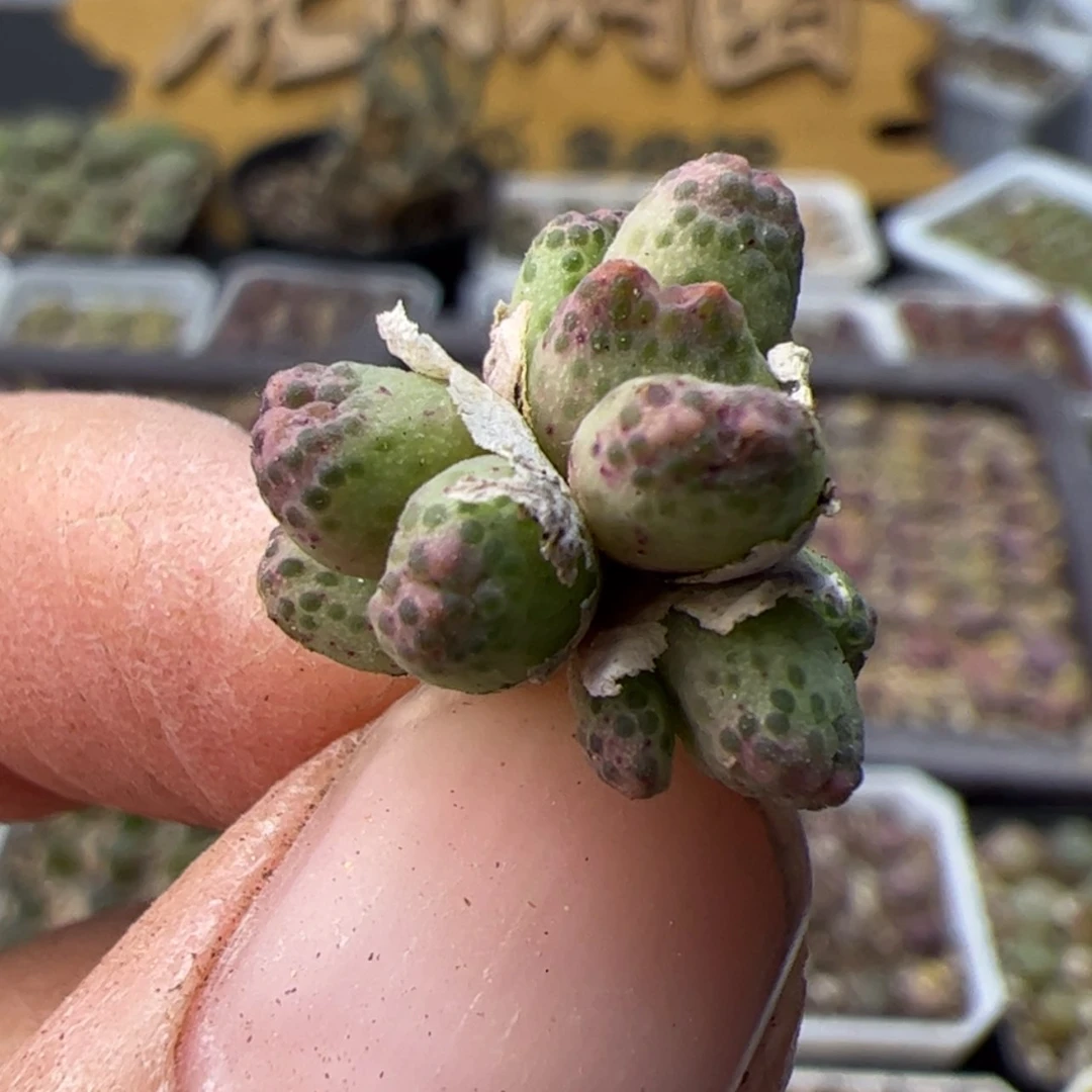 【闪购商品】000000018斑马