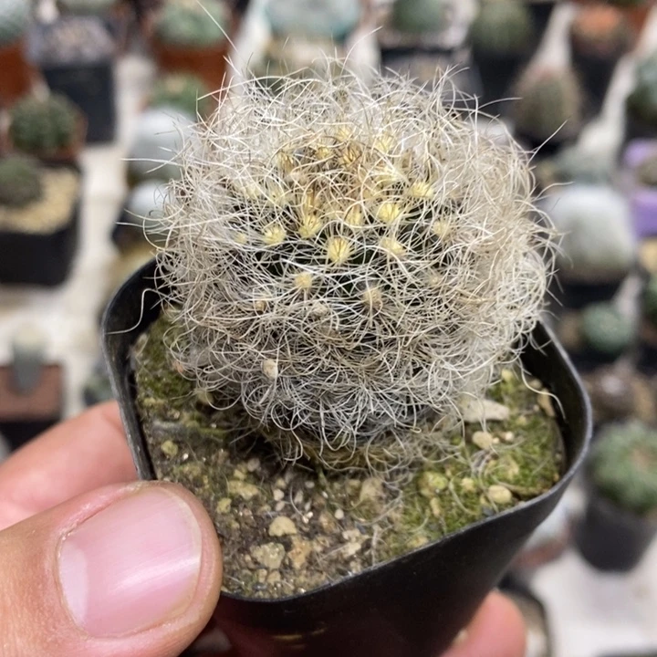 实生银翁玉特价福利