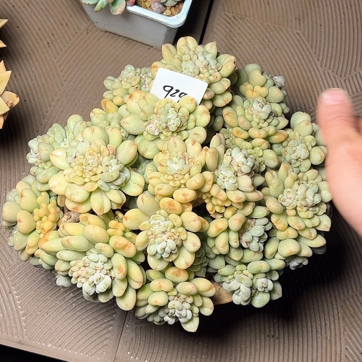 冰*929//////////////////