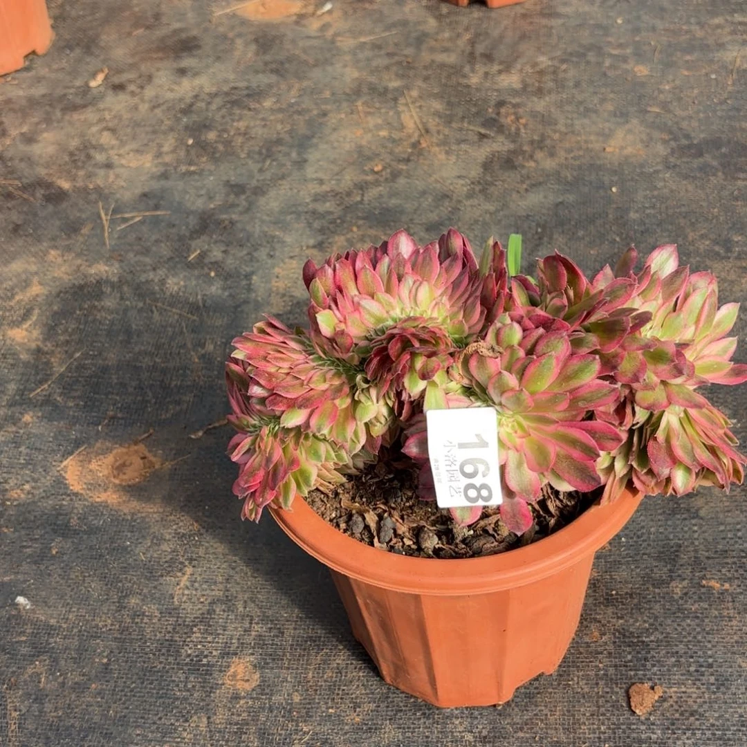 168号荔枝不包轻微破损