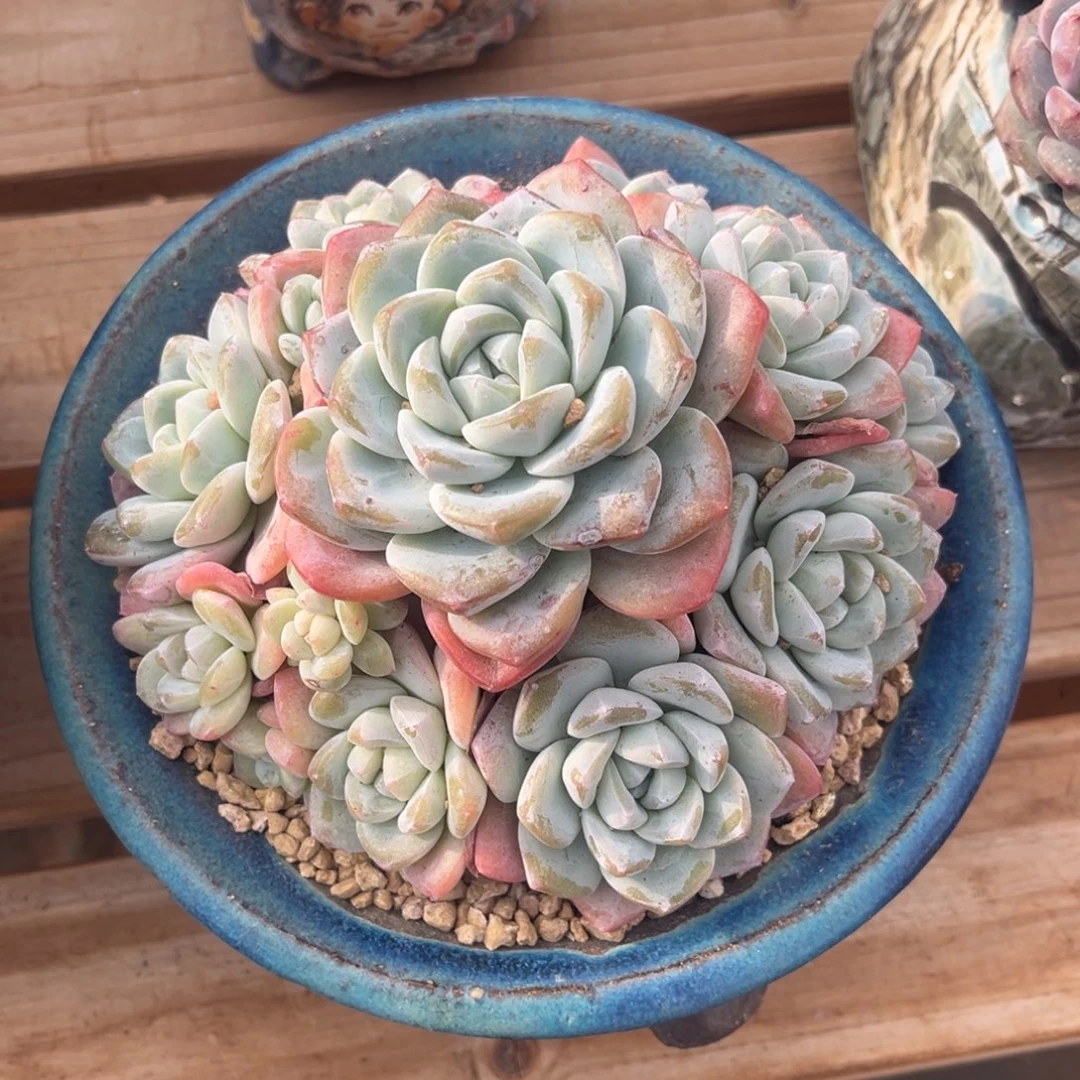 *****橙橙的冰玉手捧花一物一拍