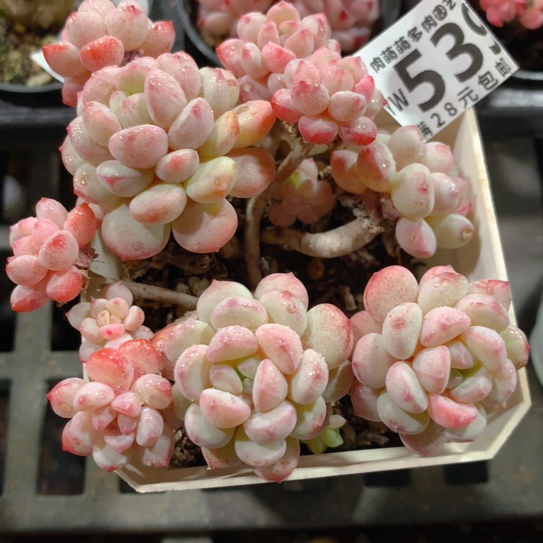 5CM拇指盆精控多肉YW539