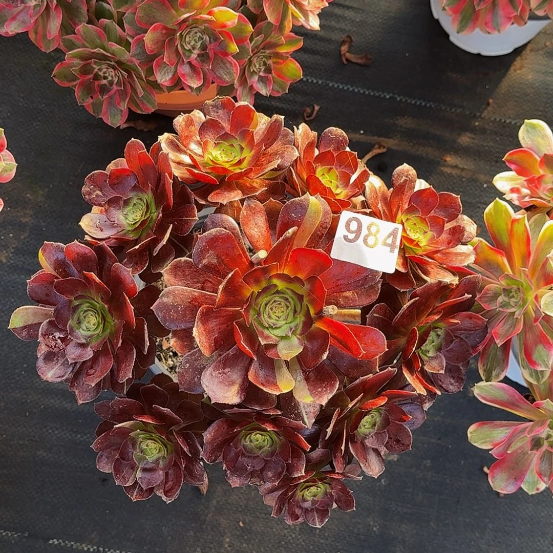 984黑美人冠服30公分