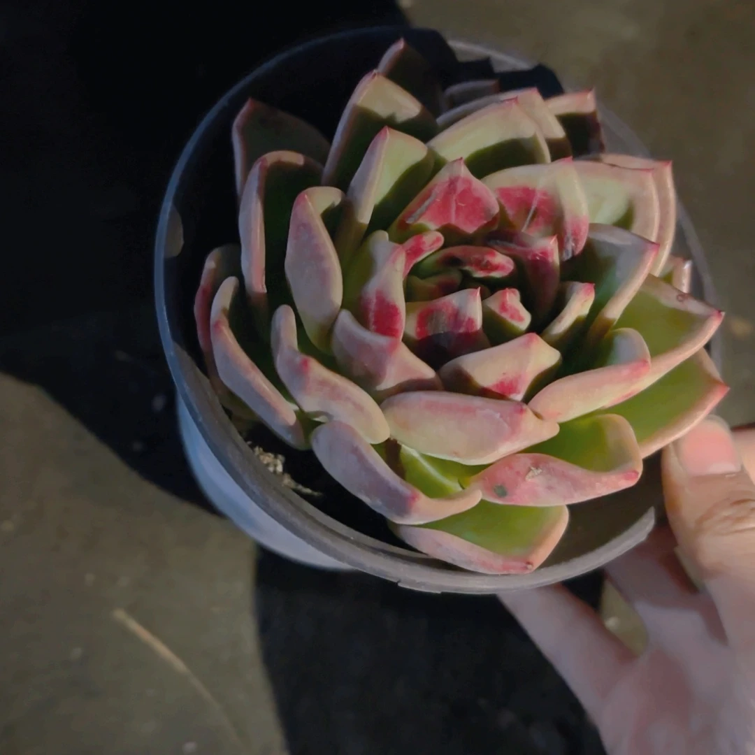 暗纹香槟新疆包邮