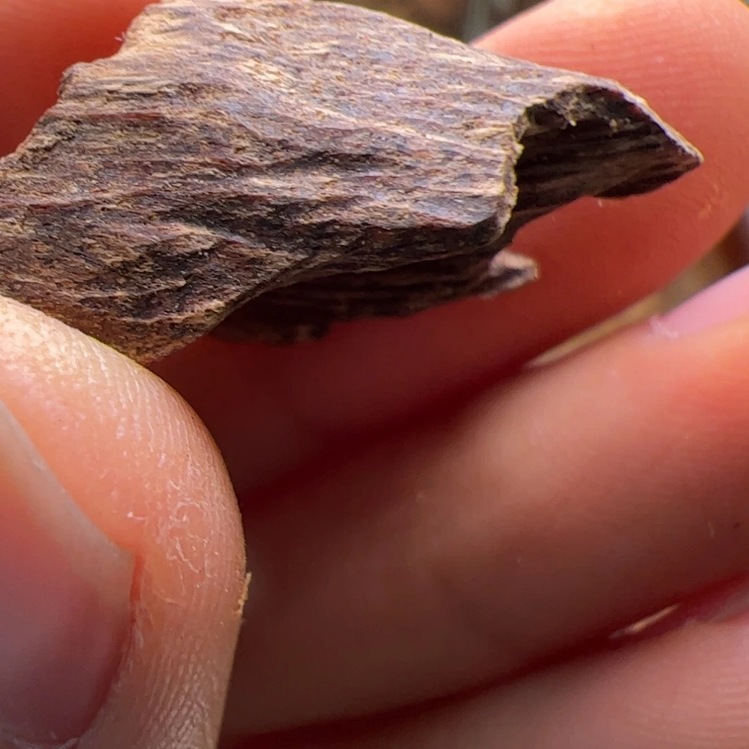 香料海南树心虫漏1.1克