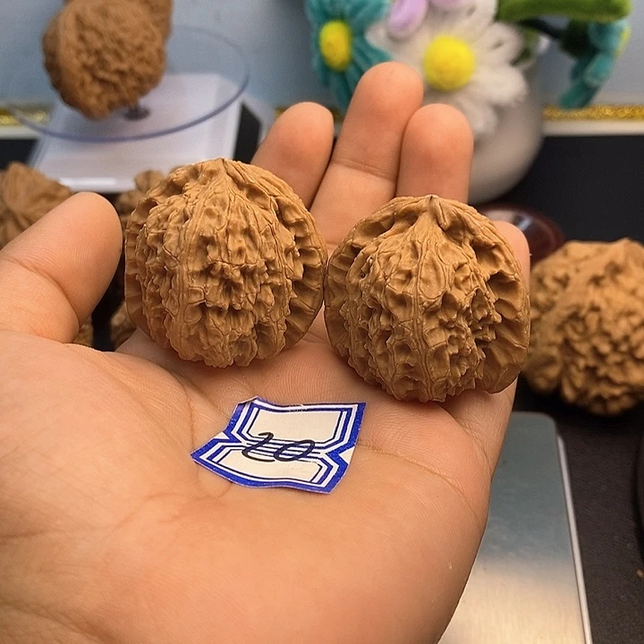 把件文玩核桃38白狮子