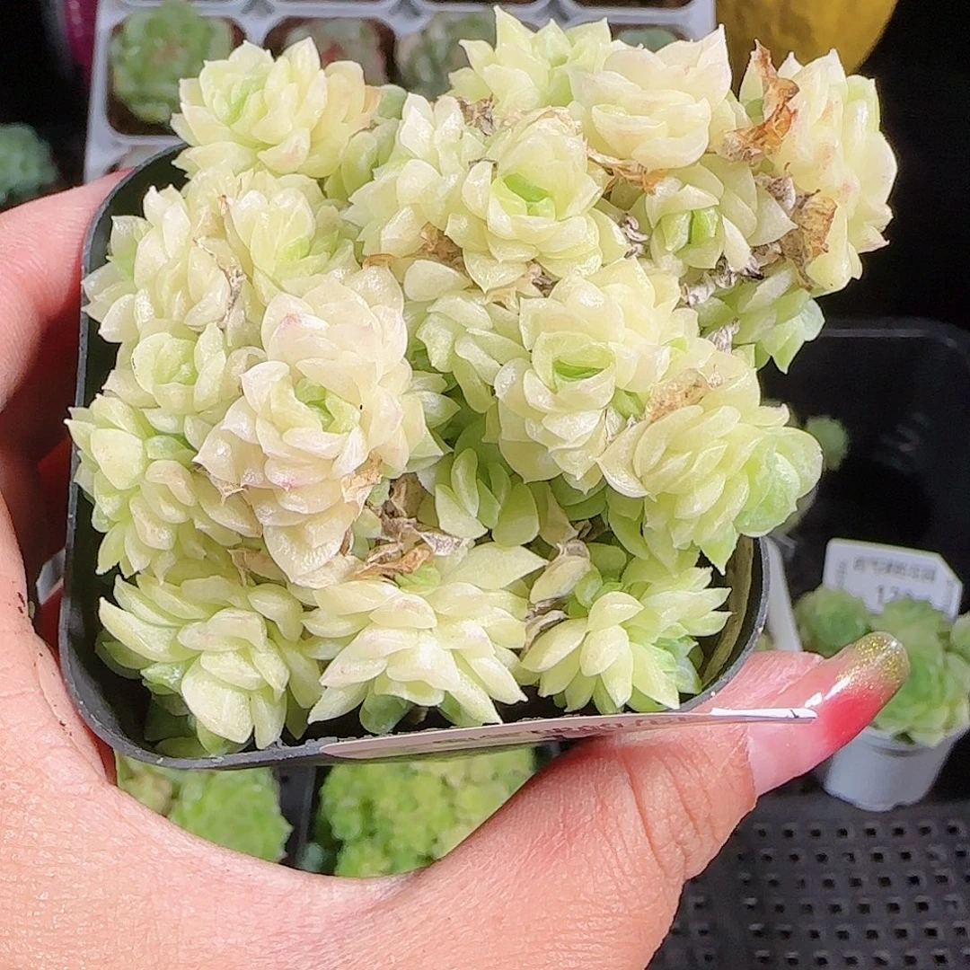 0926-124麦秆优选不包整