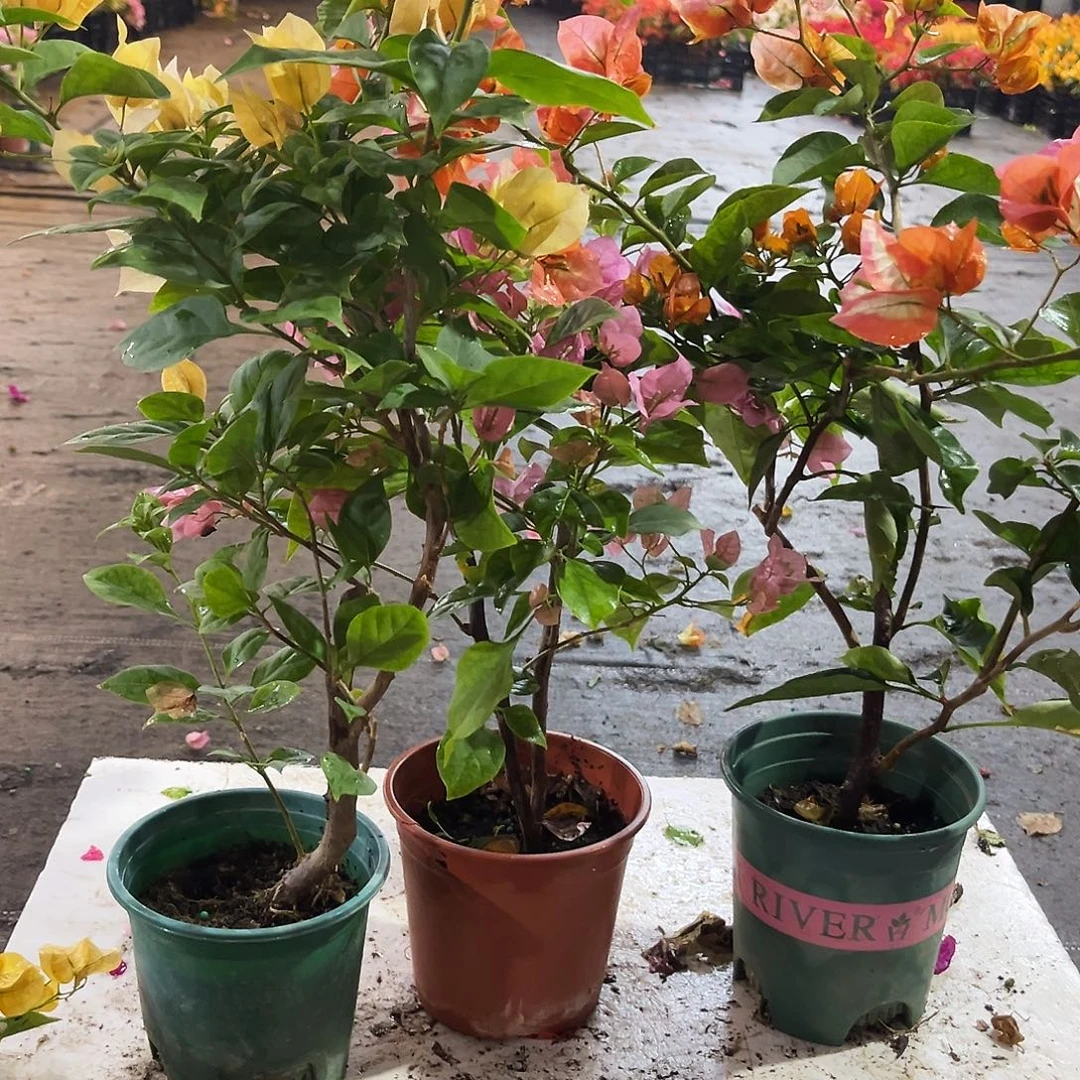 大部分花苞少量开放苏瓦娜，安娜，凤凰