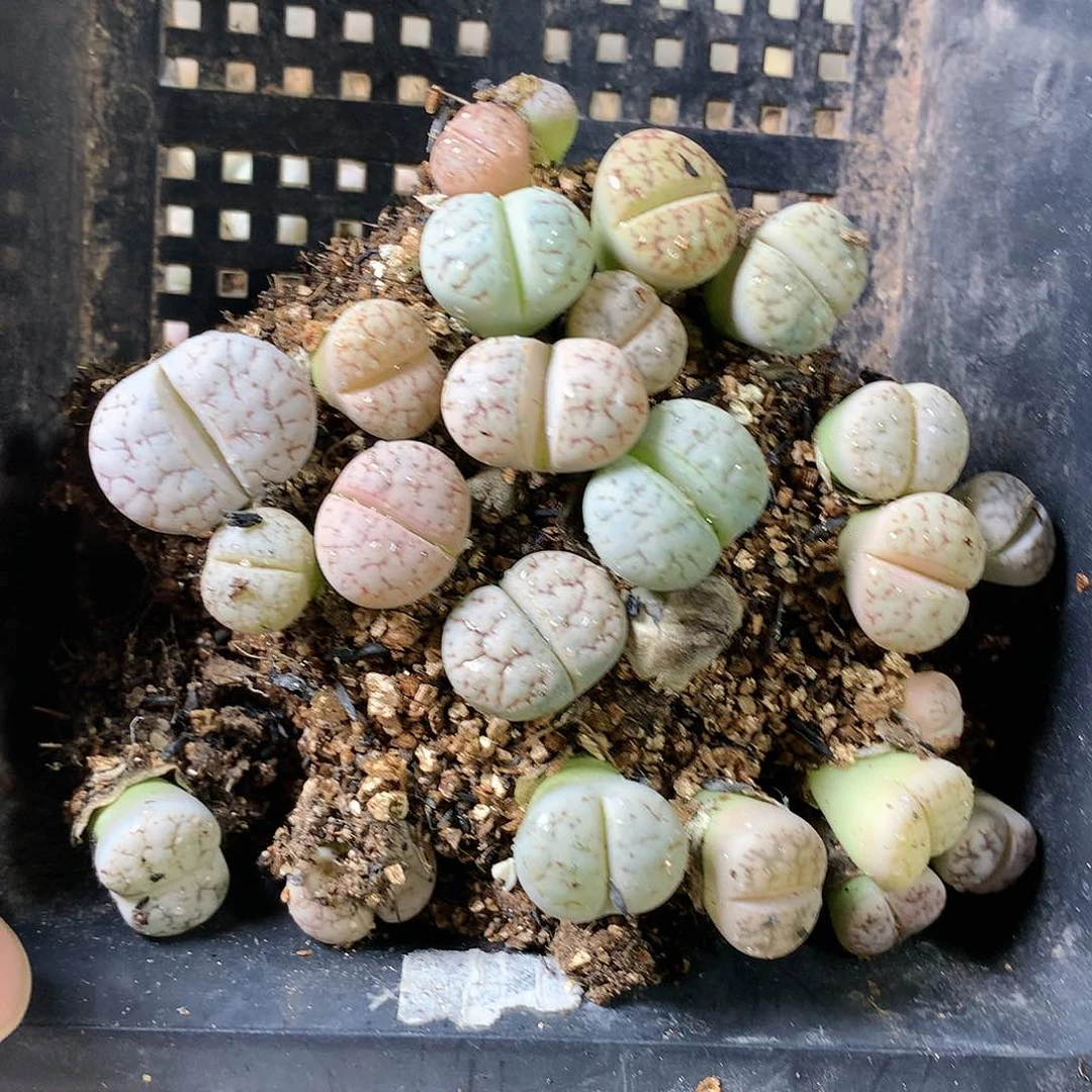 晚***庭K36多肉植物保护