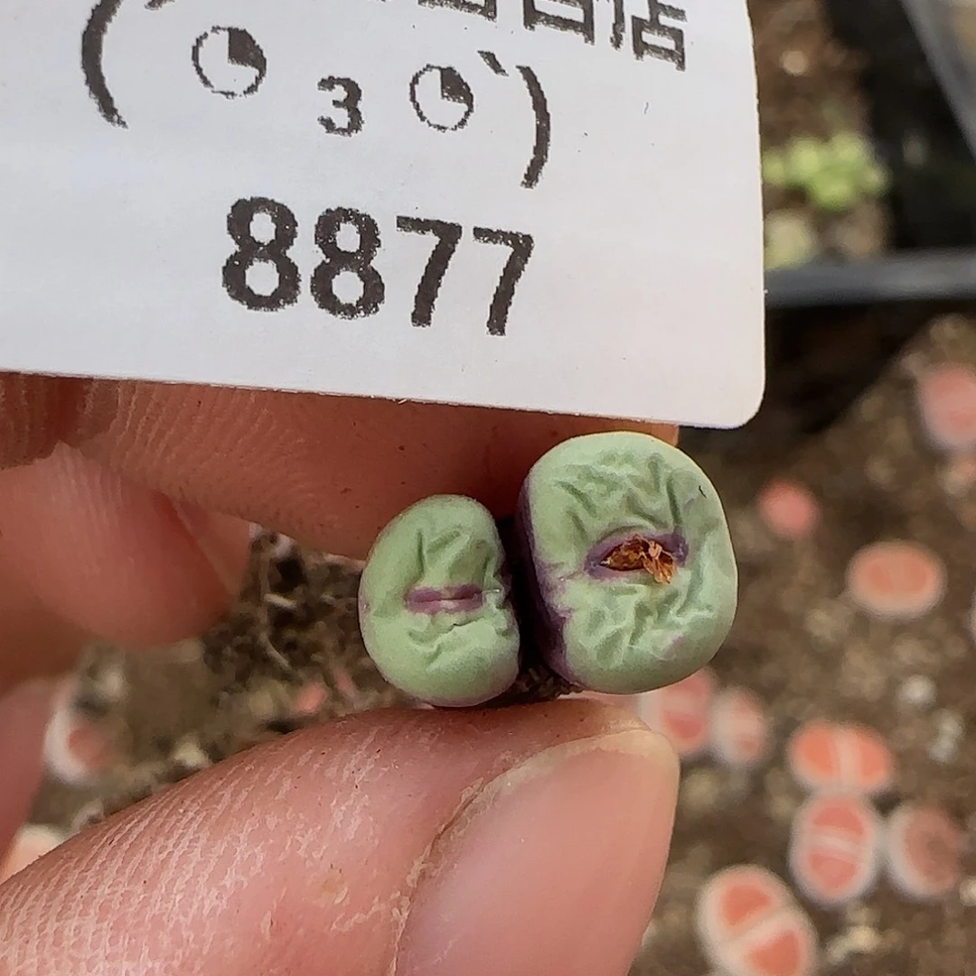 8877。默认脱土。18包邮。偏远88包邮