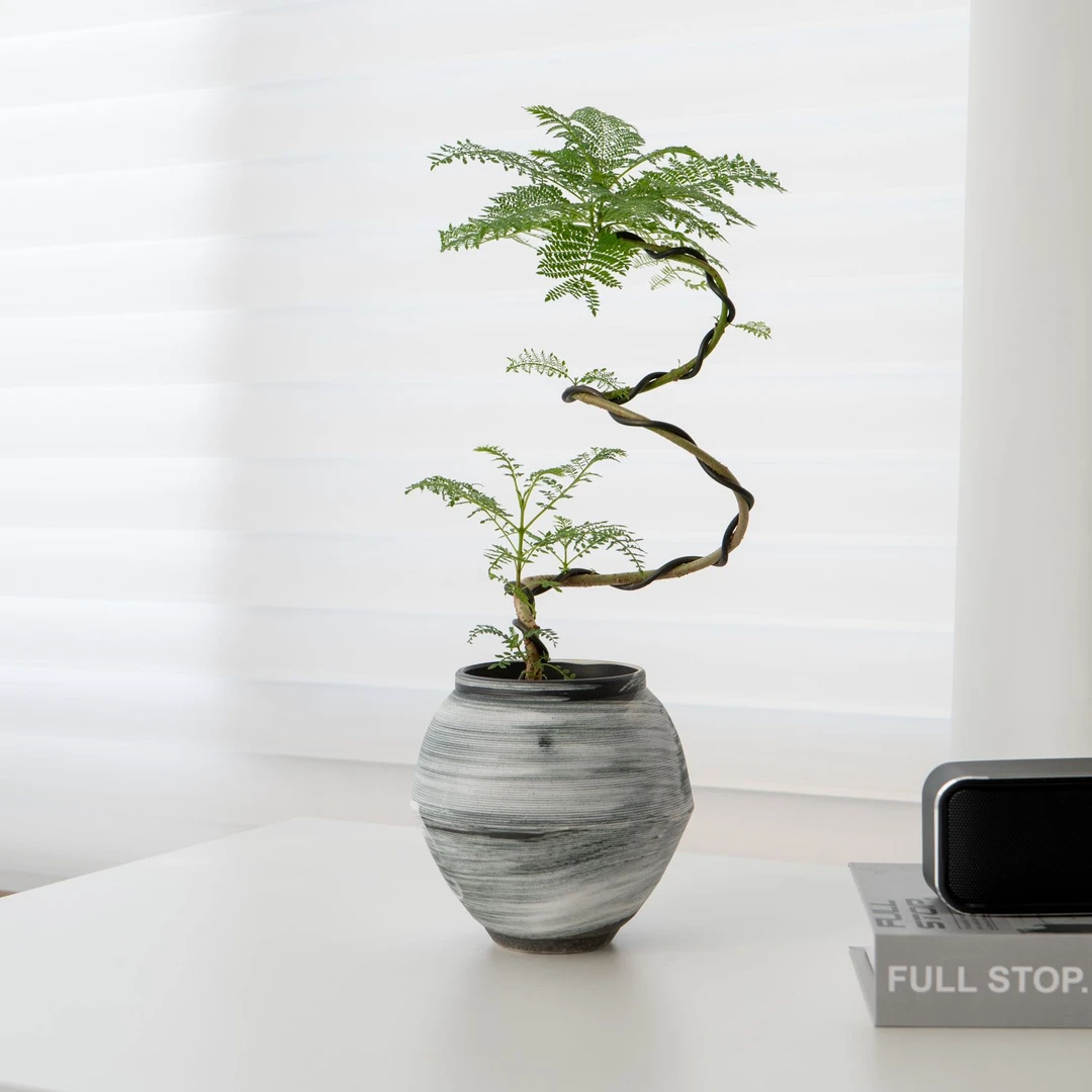 造型植物蓝花盆栽室内办公室客厅盆景好养绿植桌面净化甲醛空气