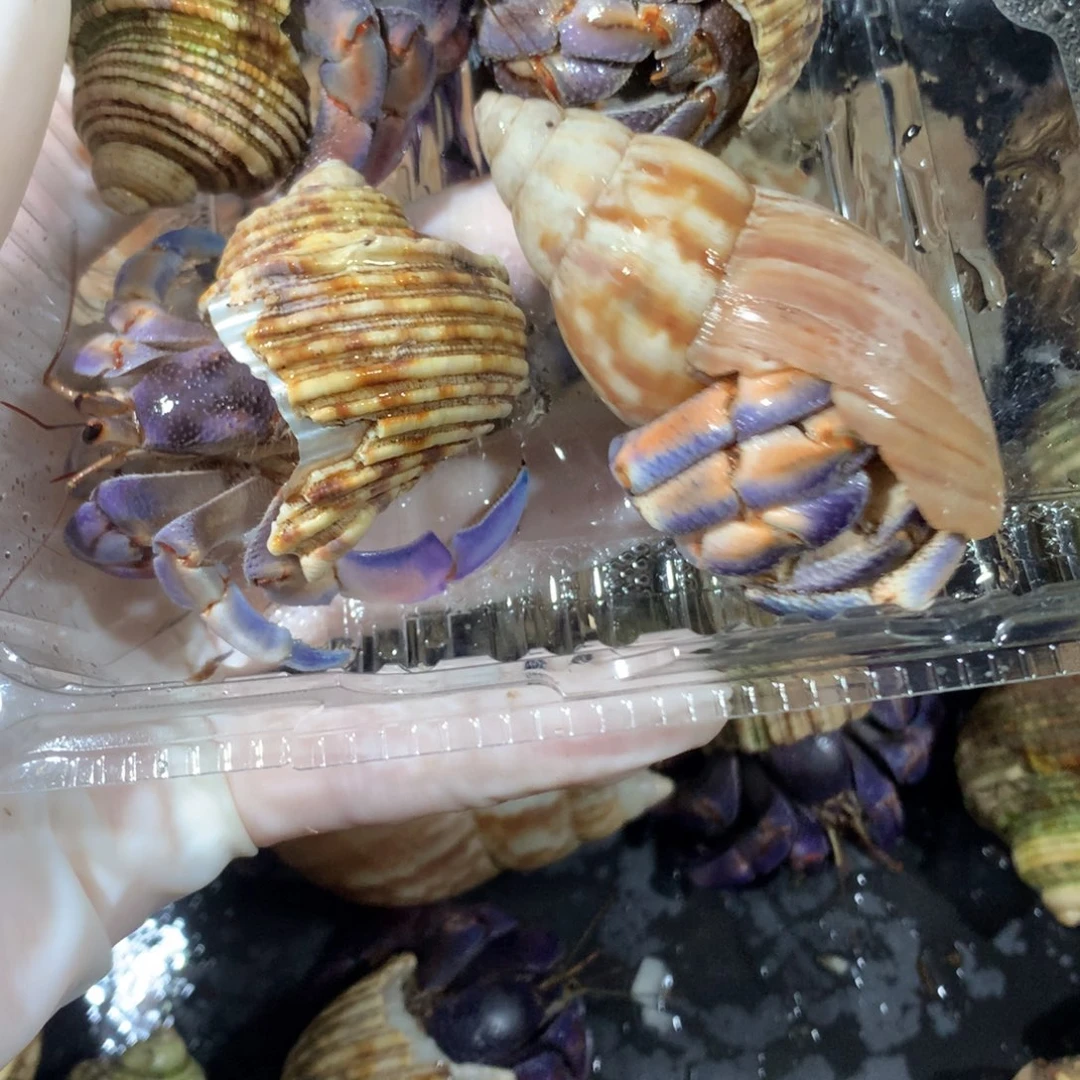 每一天专属4只漂亮蟹不退不换