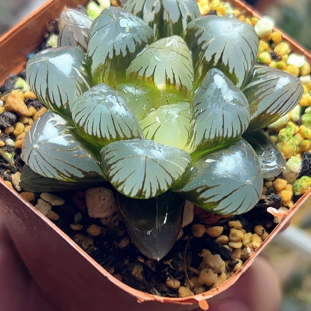 地泉巨大化十二卷六公分