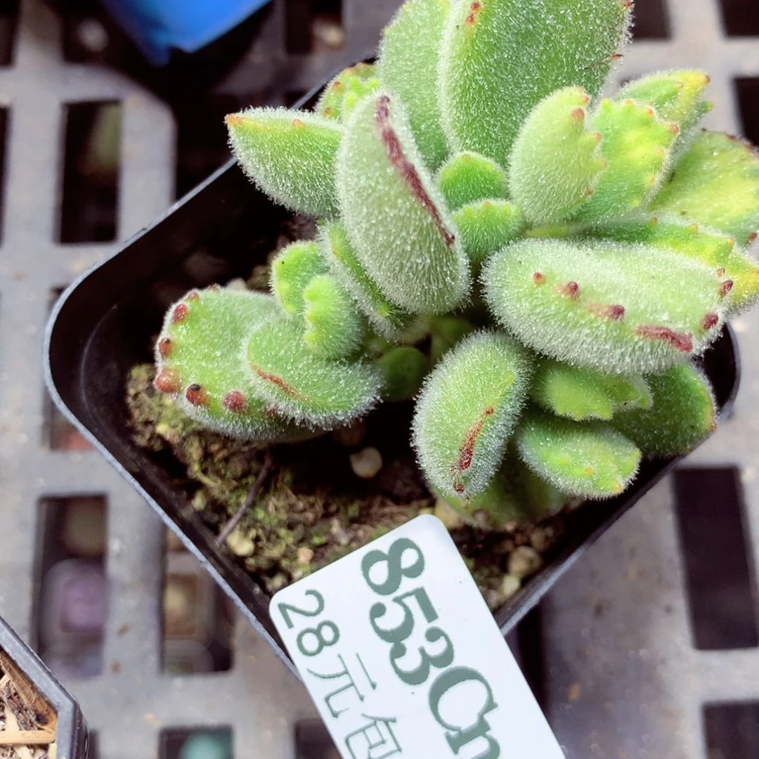 5厘米盆精控多肉853