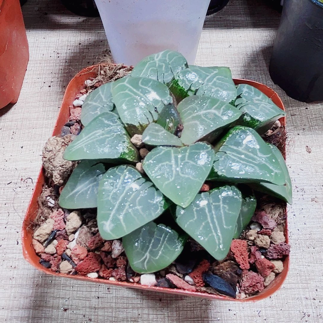 月影寿多肉植物6666