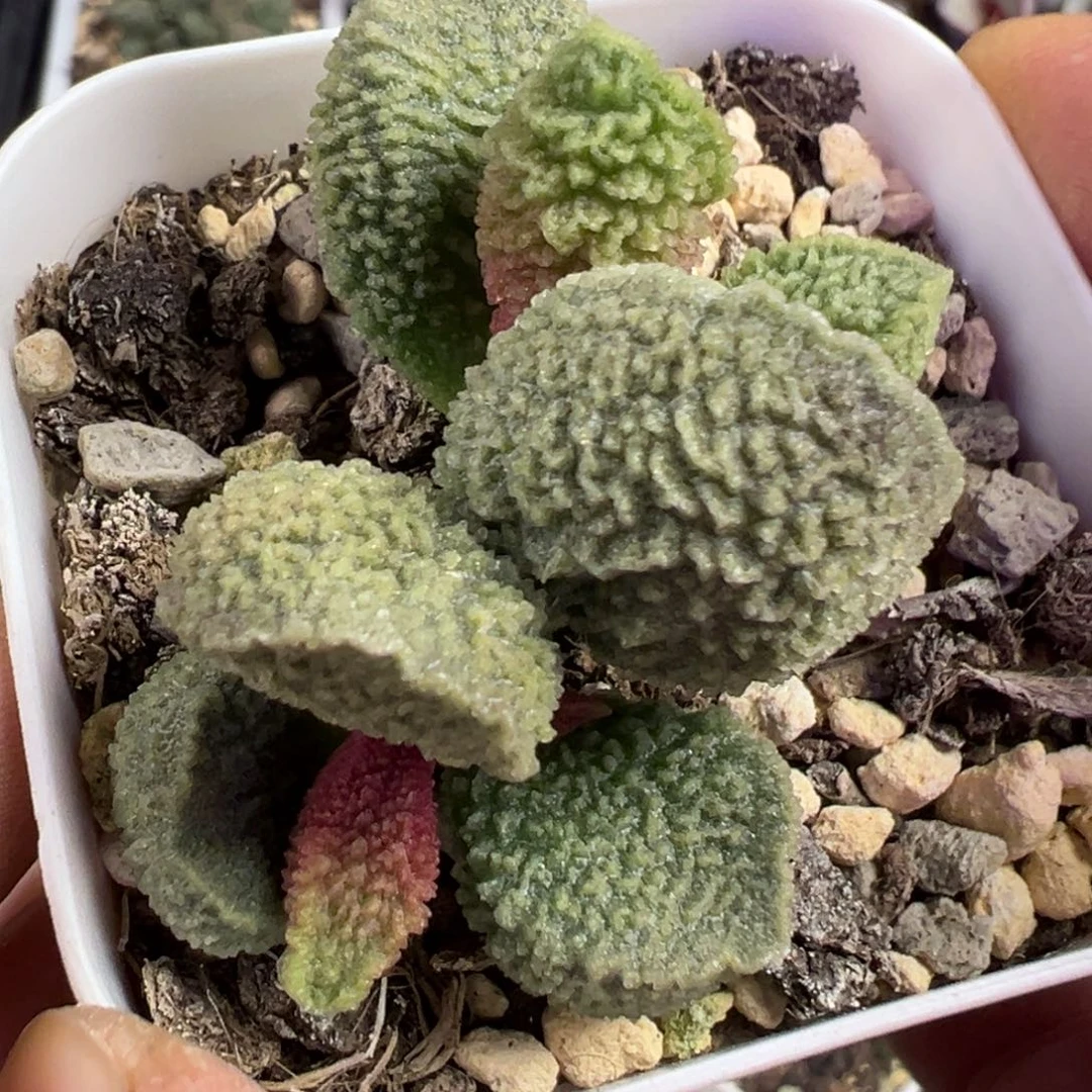 绿色新品多肉植物水泡